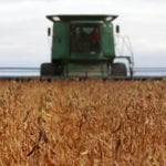 Like most crops grown this year, Manitoba's soybean yields were also highly variable in 2018. | File photo