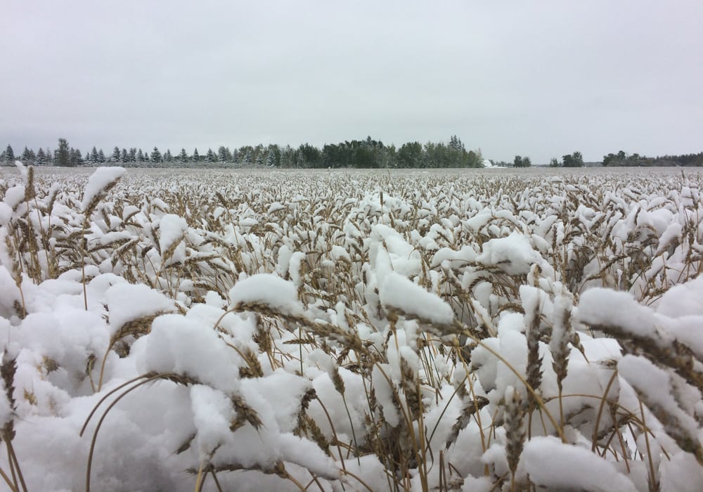 Jerome Isaac's wheat crop in Debolt, Alta., is covered in snow.  |  Jerome Isaac photo