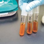 Culturing gut bacteria in the lab, shown in these test tubes,allows researchers to determine which genes in the genomes of bacteria are activated and discover new enzymes that digest rare substrates such as agarose. | Photo courtesy of Wade Abbott