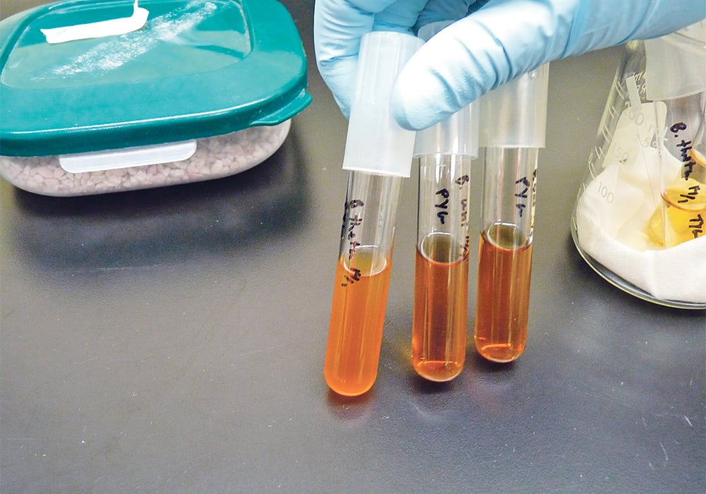 Culturing gut bacteria in the lab, shown in these test tubes,allows researchers to determine which genes in the genomes of bacteria are activated and discover new enzymes that digest rare substrates such as agarose.  |  Photo courtesy of Wade Abbott