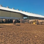 The pens at the Van Osch family’s feedlot are designed to give cattle access to the outside and a barn for protection from the weather. | Barbara Duckworth photo