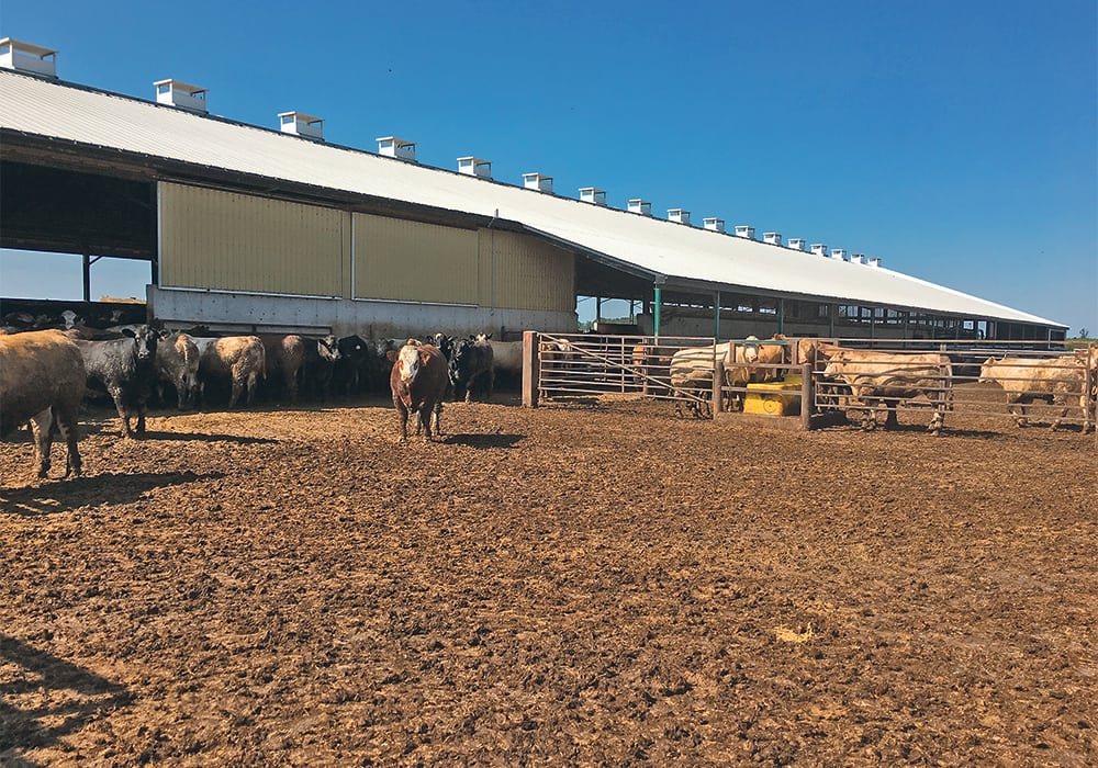 The pens at the Van Osch family’s feedlot are designed to give cattle access to the outside and a barn for protection from the weather.  | Barbara Duckworth photo
