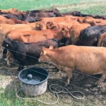 Limousin cows and calves owned by Murray and Sandy Shaw are rotation grazed. These are ready to be moved to the next pasture. | Barbara Duckworth photo