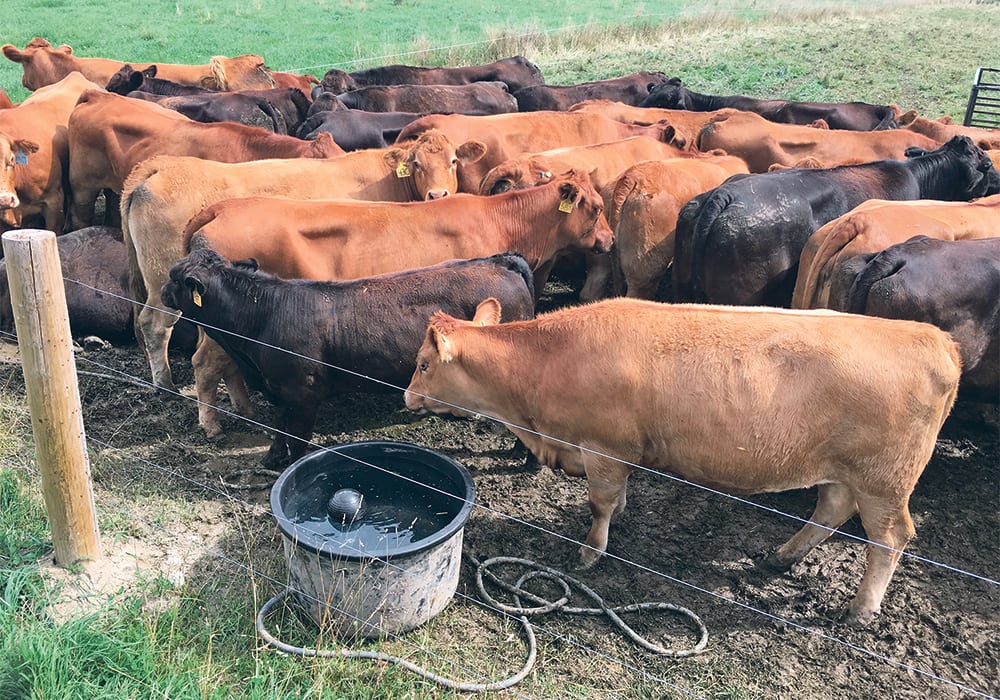 Limousin cows and calves owned by Murray and Sandy Shaw are rotation grazed. These are ready to be moved to the next pasture.  |  Barbara Duckworth photo