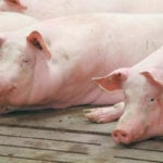 The Canadian Pork Council has asked the federal government for help similar to what the U.S. government has given to producers to cushion the blow from its trade actions. | File photo