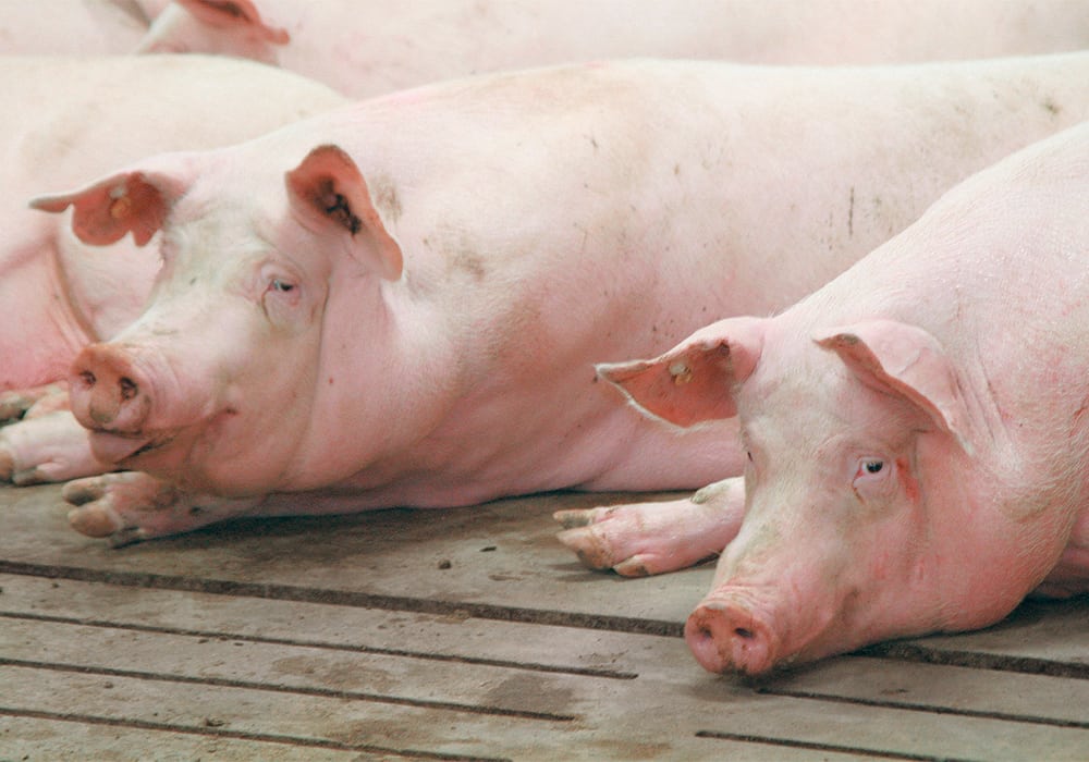 The Canadian Pork Council has asked the federal government for help similar to what the U.S. government has given to producers to cushion the blow from its trade actions.  |  File photo