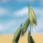 Oats have built a healthy reputation among consumers, but reports pointing out the existence of low levels of glyphosate residue in oat-based food may be damaging that reputation. | File photo