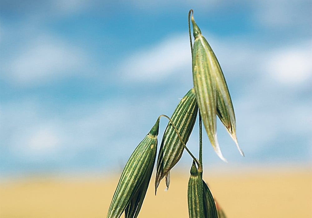 Oats have built a healthy reputation among consumers, but reports pointing out the existence of low levels of glyphosate residue in oat-based food may be damaging that reputation.  |  File photo