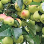 A Trailman crabapple tree is a bountiful producer of versatile tart, juicy apples. | Betty Ann Deobald photo
