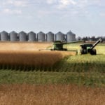 Canadian canola carryout stocks at the end of the current marketing year (2018/19) will be considerably tighter than earlier estimates, according to updated supply/demand tables from Agriculture and Agri-Food Canada, released on Sep. 18, 2018. | Michael Raine photo
