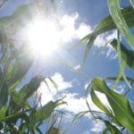 A new United Nations' report suggests just how climate change will reshape agriculture by 2050. | File photo