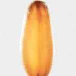 Despite a high quality crop, the market is poor for durum. | Michael Raine photo