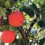 As satisfying as the crispness of biting into a fresh apple can be, eventually we have to find different ways to use up the abundant crop. | Jodie Mirosovsky photo
