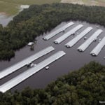 U.S. food companies kept slaughter plants shut down in southeastern states swamped by Hurricane Florence as catastrophic flooding killed nearly 2 million chickens, collapsed the walls of at least two hog manure pits, and made stretches of major roads impassable. | Steve Helber / AP photo