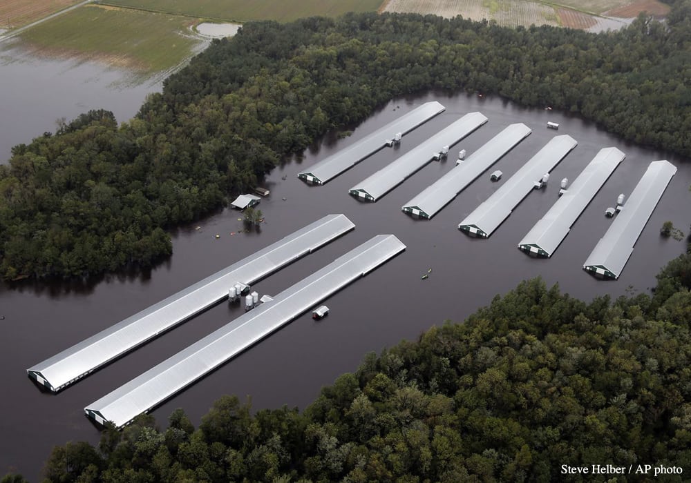 U.S. food companies kept slaughter plants shut down in southeastern states swamped by Hurricane Florence as catastrophic flooding killed nearly 2 million chickens, collapsed the walls of at least two hog manure pits, and made stretches of major roads impassable. | Steve Helber / AP photo
