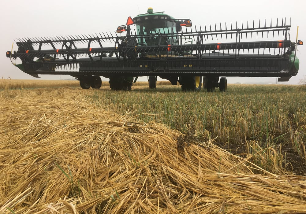 This swather sits idle southeast of Delisle, Sask., as rain slows the harvest in Saskatchewan. | Paul Yanko photo