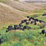 An expert in purebred cattle says the four most important economic traits in breeding are fertility, longevity, adaptability and efficiency. | Paula Larson photo