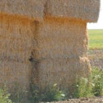 Because of the dry summer, many Prairie producers may have to feed hay earlier than normal and turn to alternatives to keep cattle healthy throughout the winter.   |  File photo