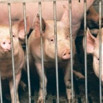 If processors want to continue to buy pigs from independent producers, now is the time to offer a better price and stop barns from shutting down, says the author. | File photo