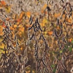 Fewer U.S. soybeans sold early into the marketing-year might end up leaving fewer U.S. beans sold overall, which would be bad for all oilseeds, including canola. | Michael Raine photo