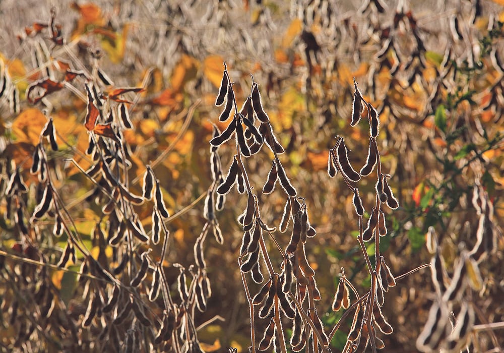 Fewer U.S. soybeans sold early into the marketing-year might end up leaving fewer U.S. beans sold overall, which would be bad for all oilseeds, including canola.  |  Michael Raine photo