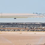 A recent survey showed Idaho is home to 496 dairy operations and 577,516 dairy cows. | Barb Glen photo
