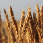 Hard red spring wheat bids in Western Canada posted solid gains during the week ended Sept. 21, as advances in the United States futures provided support and countered the bearish influence of the rising Canadian dollar. | Michael Raine photo