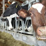 In 2014, the net income of the median dairy farm in Minnesota was US$137,962. The average dairy farmer in the state has around 200 cows, so that works out to $690 in profit per cow. By 2016, the median net income of Minnesota dairy farmers had plummeted to $27,560, or $138 per cow. | File photo