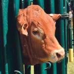 The Verified Beef Production Plus program focuses on on-farm practices that apply to everyone, says the program business manager. | File photo