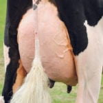 A new mastitis diagnostic tool could reduce the use of antibiotics in dairy cattle. | File photo