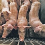 African swine fever is slowly spreading in China and Europe and is a difficult virus to contain. Though it is not a risk to humans, it can drastically affect the hog industry. | REUTERS/Kacper Pempel photo