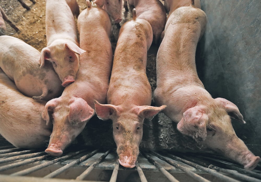 DHS Intensifies Work on African Swine Fever Vaccine and Diagnostics