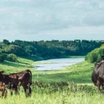 W.A. Ranches comprises 19,000 acres and includes a herd of 1,000 Angus cattle, all of it gifted to the University of Calgary faculty of veterinary medicine. | W.A. Ranches photo
