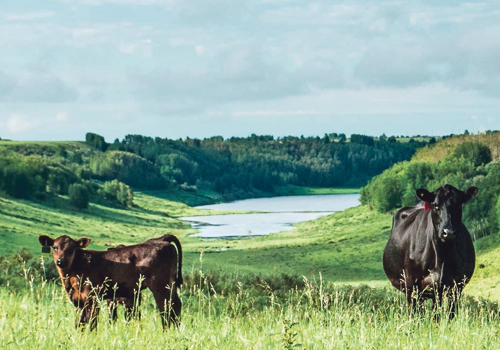 W.A. Ranches comprises 19,000 acres and includes a herd of 1,000 Angus cattle, all of it gifted to the University of Calgary faculty of veterinary medicine.  |   W.A. Ranches photo