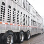As large volumes of cattle make their way to western Canadian auction marts this fall, buyers are having problems finding truckers to haul them. | File photo