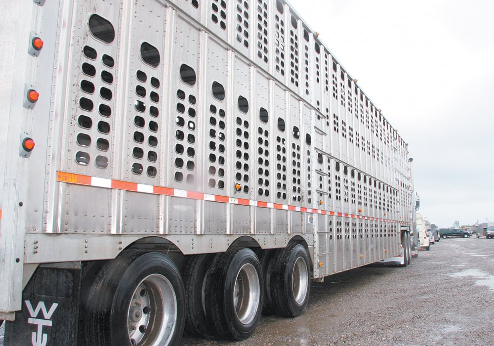 As large volumes of cattle make their way to western Canadian auction marts this fall, buyers are having problems finding truckers to haul them. | File photo