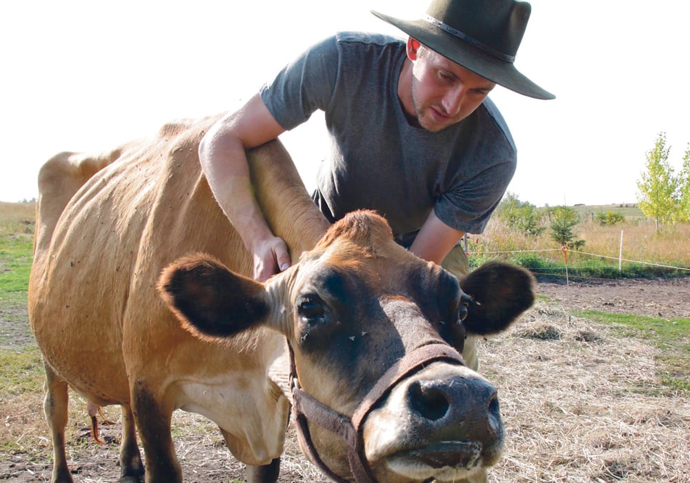  Takota Coen stands with his Jersey cow on his farm near Ferintosh, Alta.  |  Jeremy Simes photo