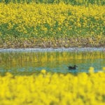The canola council has been collecting water data from canola-growing areas of Western Canada to provide PMRA with an understanding of how much neonic residue is washing out of prairie fields and into streams, rivers and lakes. That effort has been ongoing for more than a year, including this growing season.
| File photo