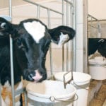 A new research, teaching and demonstration barn at the University of Manitoba will allow the public to see exactly how a modern dairy barn operates. | Ed White photo