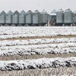 Canola swaths were taking on snow near Foam Lake, Sask. on Sept. 22. Large amounts of crop remain out across western Canada as cool, wet conditions brought combines to a halt. | Robin Booker photo