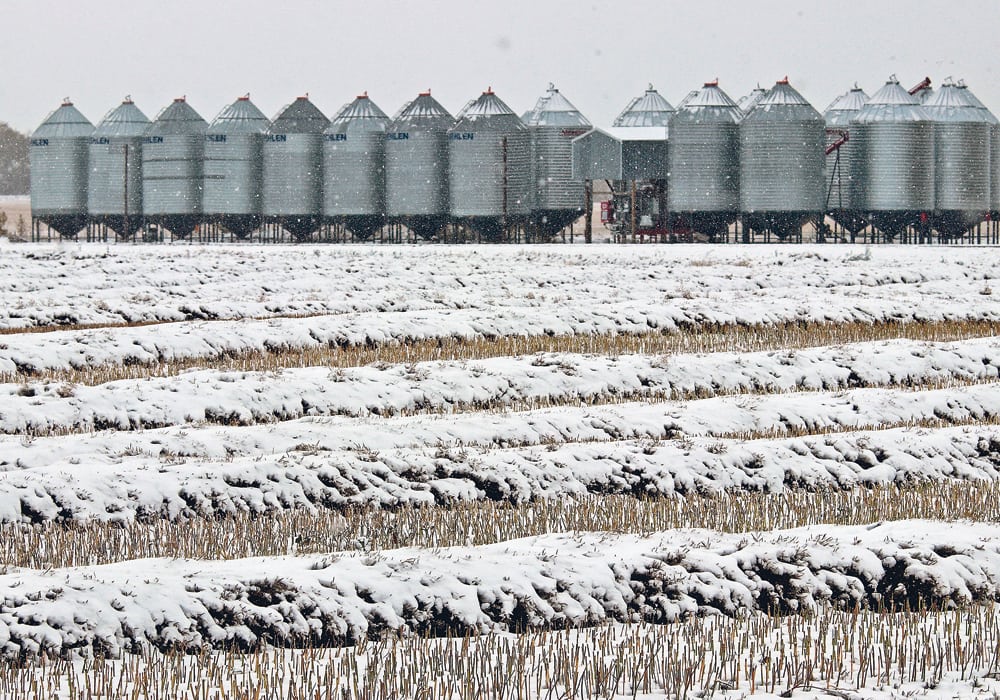 Canola swaths were taking on snow near Foam Lake, Sask. on Sept. 22. Large amounts of crop remain out across western Canada as cool, wet conditions brought combines to a halt. | Robin Booker photo