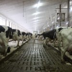 While the U.S. still has many small farms like Canada’s, there has been huge growth in large-scale dairy farms in places like Wisconsin and Minnesota, where multi-thousand head dairy farms now produce much of the milk. | File photo