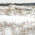 Wet weather is holding producers back from rushing to sell their cattle in Western Canada, according to an analyst. | Robin Booker photo