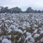 The current wet and snowy weather plaguing Western Canada isn't to blame for the canola market being on the upswing lately, according to one trader. | Paul Yanko photo