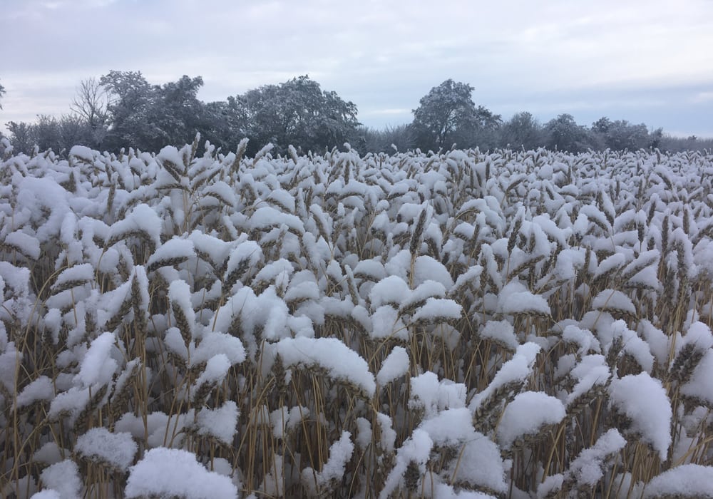 The current wet and snowy weather plaguing Western Canada isn't to blame for the canola market being on the upswing lately, according to one trader. | Paul Yanko photo