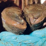 An obvious case of TTNS in both claws is shown here before toes are nipped. | Murray Jelinski photo
