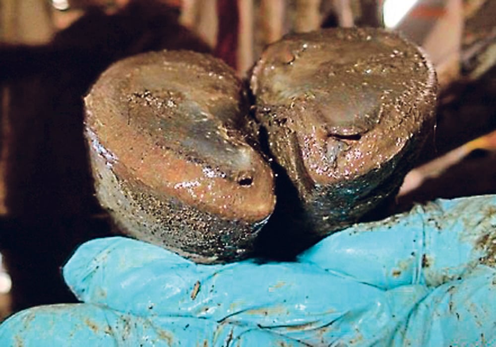 An obvious case of TTNS in both claws is shown here before toes are nipped.  |  Murray Jelinski photo