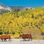 Grazing leases expire for the season Oct. 15. Getting a head start, Parker Armstrong leads cattle to a corral, where they will be loaded onto a truck and trailer then taken back to the Longson ranch southwest of High River, Alta. | Mike Sturk photo