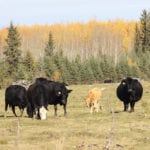 Beef specialists say cattle producers still have a number of options available to get their animals in condition before winter strikes. | File photo