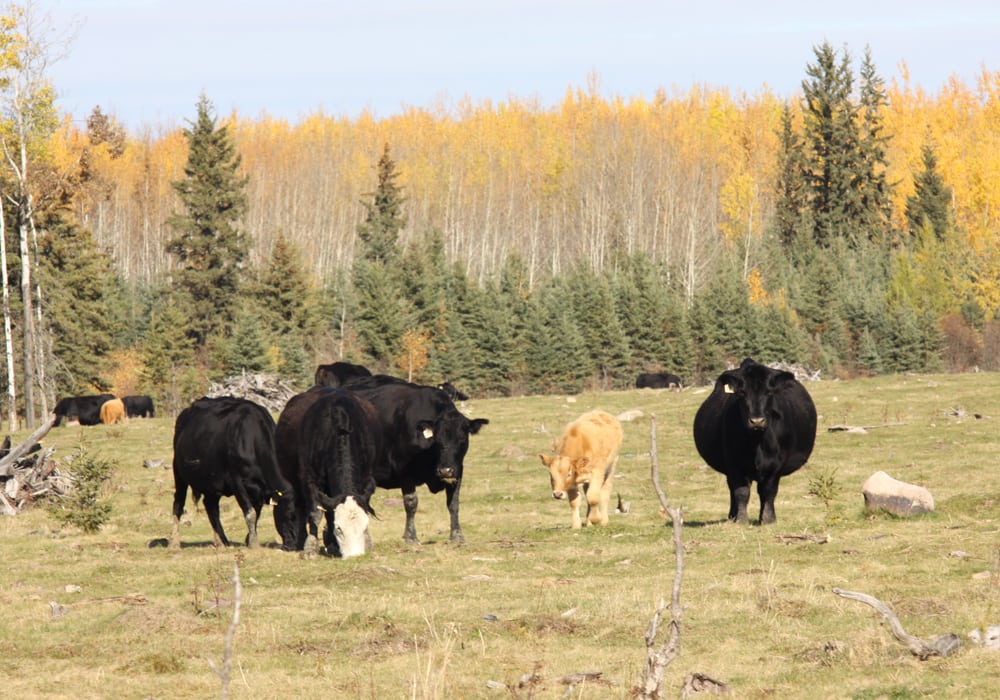 Beef specialists say cattle producers still have a number of options available to get their animals in condition before winter strikes. | File photo